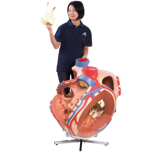 대형 심장모형, 실제크기 8배 Giant Heart, 8 times life size - 3B Smart Anatomy, 1001244 [VD250], 심장 및 순환기 모형