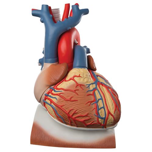Coração com diafragma, 3 vezes o tamanho natural, 10 partes, 1008547 [VD251], Modelo de coração e circulação