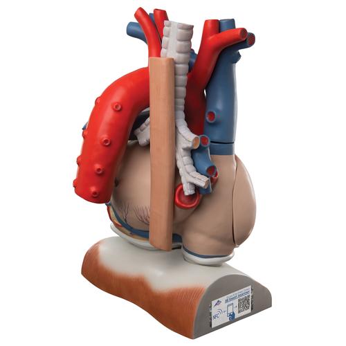 Herzmodell mit Zwerchfell, 3-fache Größe, 10-teilig - 3B Smart Anatomy, 1008547 [VD251], Herz- und Kreislaufmodelle