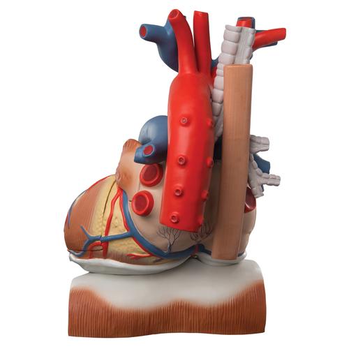 Corazón en diafragma, 3 veces su tamaño natural, de 10 piezas - 3B Smart Anatomy, 1008547 [VD251], Modelos de Corazón