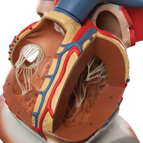 횡경막 위에 거치된 심장모형, 실제크기3배, 10-파트 Heart on Diaphragm, 3 times life size, 10 part - 3B Smart Anatomy, 1008547 [VD251], 심장 및 순환기 모형