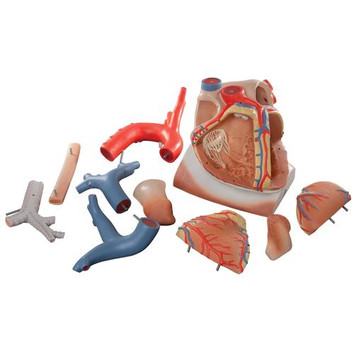 Herzmodell mit Zwerchfell, 3-fache Größe, 10-teilig - 3B Smart Anatomy, 1008547 [VD251], Herz- und Kreislaufmodelle