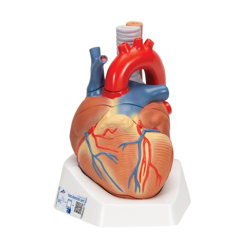 성인 심장모형, 7-파트 Heart, 7 part - 3B Smart Anatomy, 1008548 [VD253], 심장 및 순환기 모형