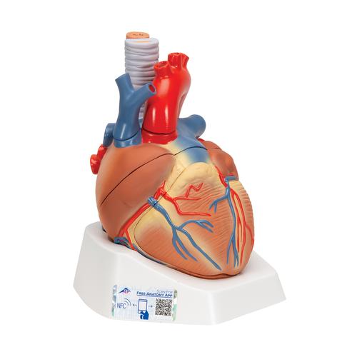 心脏模型，7部分 - 3B Smart Anatomy, 1008548 [VD253], 心脏和循环系统模型