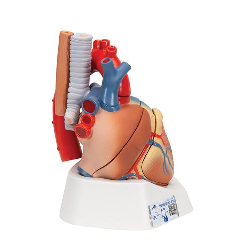 성인 심장모형, 7-파트 Heart, 7 part - 3B Smart Anatomy, 1008548 [VD253], 심장 및 순환기 모형