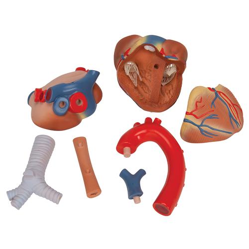 Kalp, 7 parçalı - 3B Smart Anatomy, 1008548 [VD253], Kalp ve Dolaşım Modelleri
