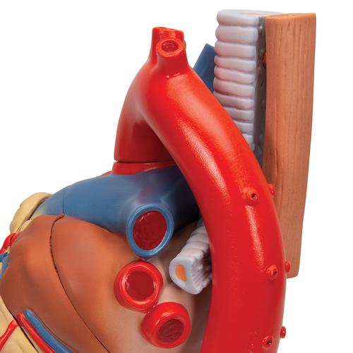 Coraz&oacute;n, en 7 piezas, 1008548 [VD253], Modelos de Coraz&oacute;n