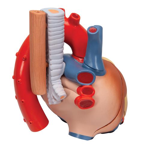 Модель сердца, 7 частей - 3B Smart Anatomy, 1008548 [VD253], Модели сердца и сосудистой системы
