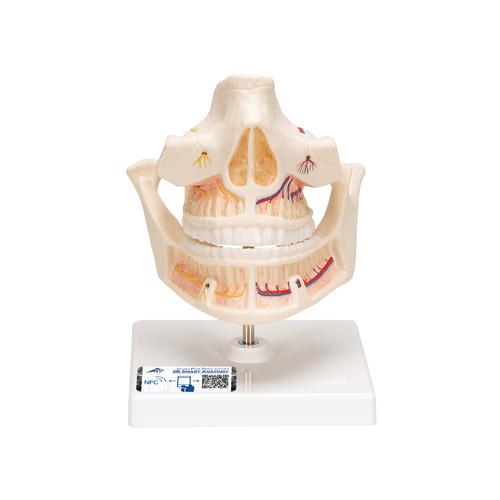 Dentição adulta, 1001247 [VE281], Modelos dentais