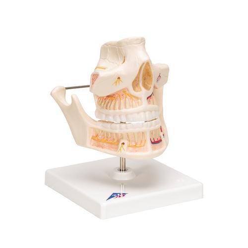 成人牙齿模型 - 3B Smart Anatomy, 1001247 [VE281], 牙齿模型