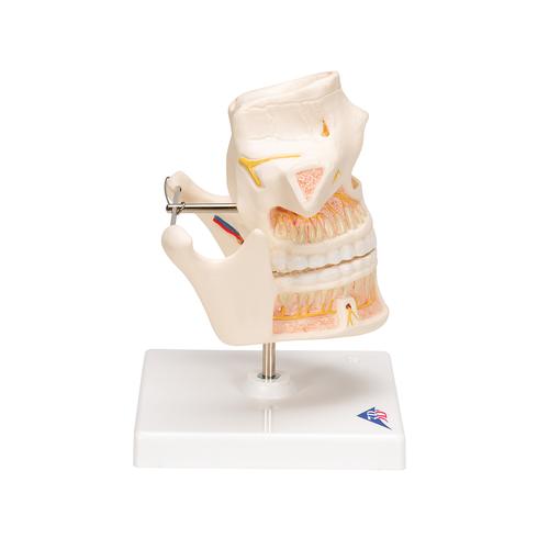 Модель зубов взрослого человека - 3B Smart Anatomy, 1001247 [VE281], Модели зубов