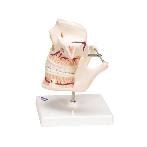 성인 치열 모형 Adult Dentures - 3B Smart Anatomy, 1001247 [VE281], 치아 모형