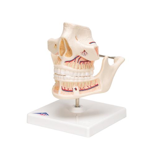 Adult Denture Model with Nerves and Roots - 3B Smart Anatomy, 1001247 [VE281], Dental Models