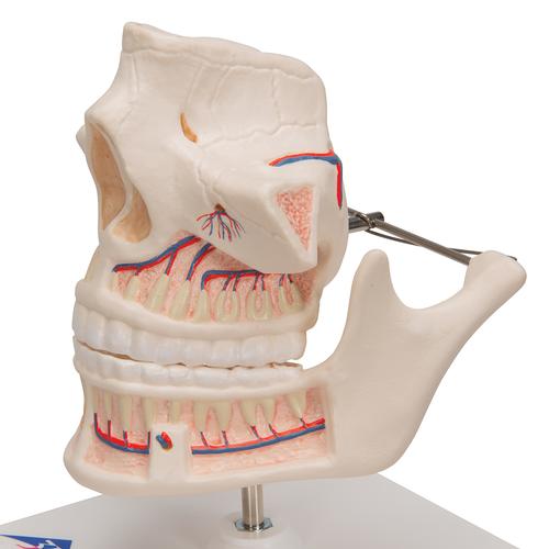 Adult Denture Model with Nerves and Roots - 3B Smart Anatomy, 1001247 [VE281], Dental Models