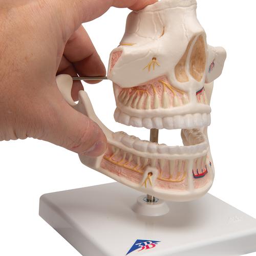 Dentition adulte - 3B Smart Anatomy, 1001247 [VE281], Modèles dentaires