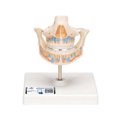 Dentição de leite, 1001248 [VE282], Modelos dentais