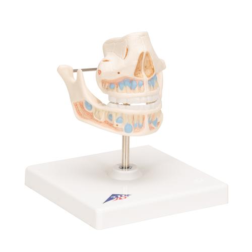 Denti da latte - 3B Smart Anatomy, 1001248 [VE282], Modelli Dentali