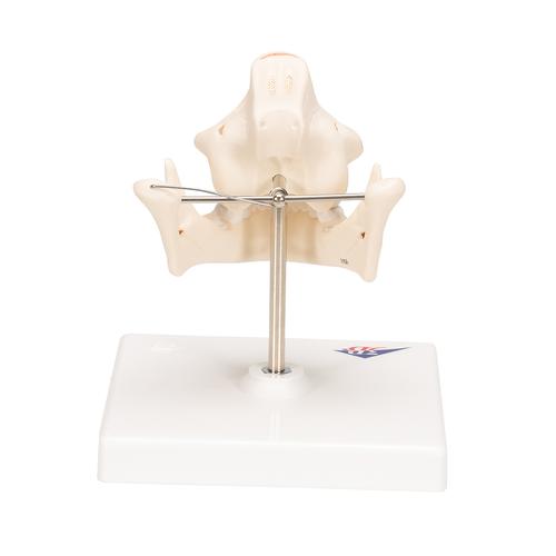 어린이 치열 모형 Milk Dentures - 3B Smart Anatomy, 1001248 [VE282], 치아 모형