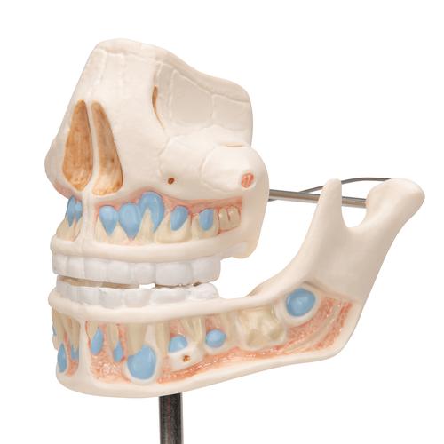 乳牙模型 - 3B Smart Anatomy, 1001248 [VE282], 牙齿模型