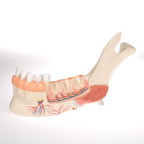 Fél alsó állkapocs 8 beteg foggal haladóknak, 19 részes - 3B Smart Anatomy, 1001250 [VE290], Fogmodellek