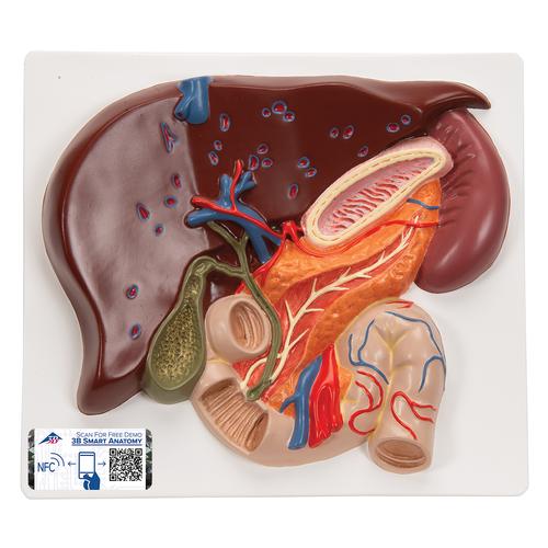 Foie avec vésicule biliaire, pancréas et duodénum - 3B Smart Anatomy, 1008550 [VE315], Modèles de systèmes digestifs