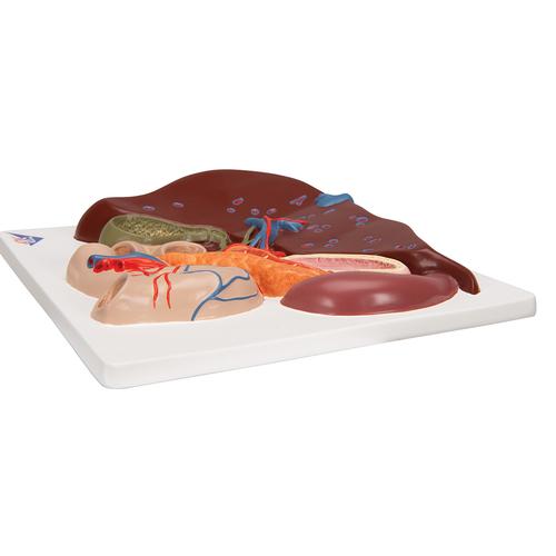 Модель печени с желчным пузырем, поджелудочной железой и двенадцатиперстной кишкой - 3B Smart Anatomy, 1008550 [VE315], Модели пищеварительной системы человека