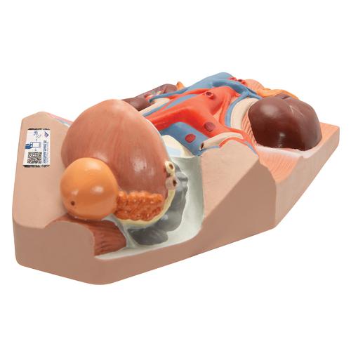 Harnapparat Modell, m&auml;nnlich, 0,75-fache nat&uuml;rliche Gr&ouml;&szlig;e, 1008551 [VF325], Harnapparatmodelle