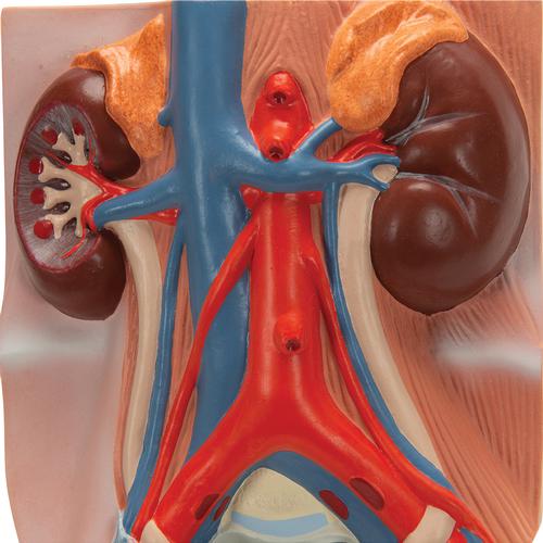 Male Urinary System Model, 3/4 Life-Size - 3B Smart Anatomy, 1008551 [VF325], Urology Models