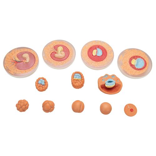 Модель эмбрионального развития, 12 стадий - 3B Smart Anatomy, 1001257 [VG391], Модели по оплодотворению и эмбриональному развитию человека