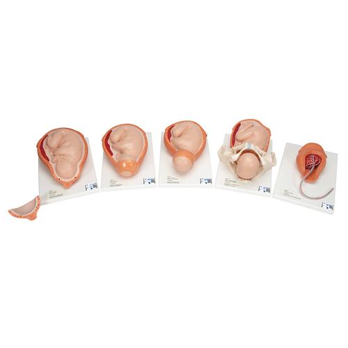 Accouchement en 5 stades - 3B Smart Anatomy, 1001258 [VG392], Modèles de grossesse