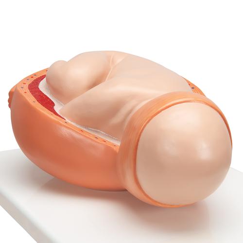 Modelo etapas del parto - 3B Smart Anatomy, 1001258 [VG392], Modelos de Embarazo