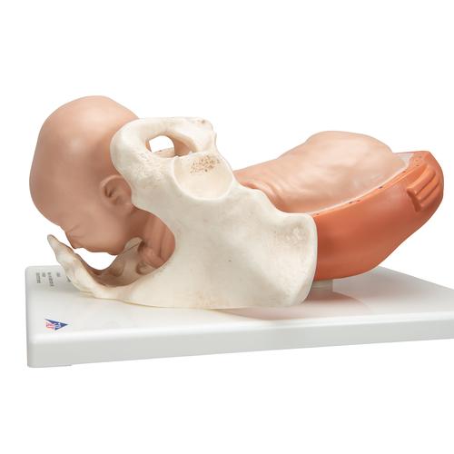 Модель процесса родов, 5 стадий - 3B Smart Anatomy, 1001258 [VG392], Модели стадий беременности