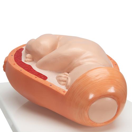 Модель процесса родов, 5 стадий - 3B Smart Anatomy, 1001258 [VG392], Модели стадий беременности