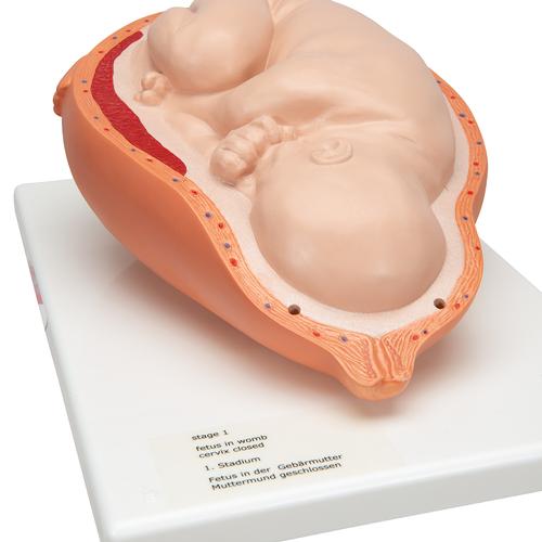 분만 과정 5단계 모형 Birthing Process, 5 stages - 3B Smart Anatomy, 1001258 [VG392], 임신 모형