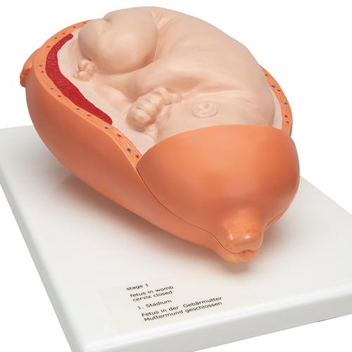 분만 과정 5단계 모형 Birthing Process, 5 stages - 3B Smart Anatomy, 1001258 [VG392], 임신 모형