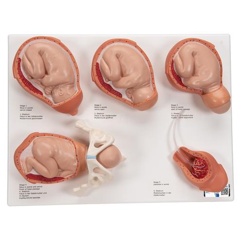 Geburtsstadien Modell - 3B Smart Anatomy, 1001259 [VG393], Schwangerschaft