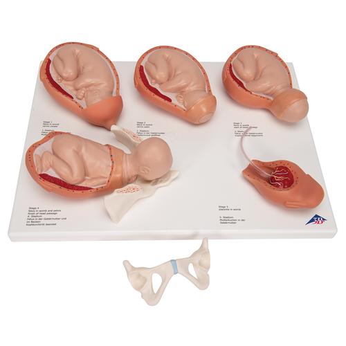 Vajúdási stádiumok modellje - 3B Smart Anatomy, 1001259 [VG393], Terhességi modellek