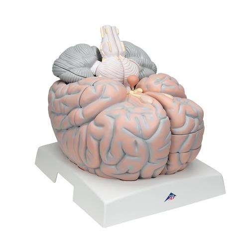 대형 뇌모형, 실제크기 2.5배, 14-파트 Giant Brain, 2.5 times full-size, 14 part - 3B Smart Anatomy, 1001261 [VH409], 두뇌 모형