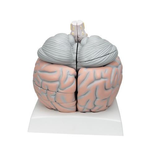 Cerveau g&eacute;ant, agrandi 2,5 fois, en 14 parties, 1001261 [VH409], Mod&egrave;les de cerveaux