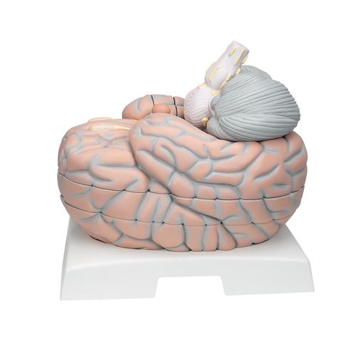 Cerveau g&eacute;ant, agrandi 2,5 fois, en 14 parties, 1001261 [VH409], Mod&egrave;les de cerveaux
