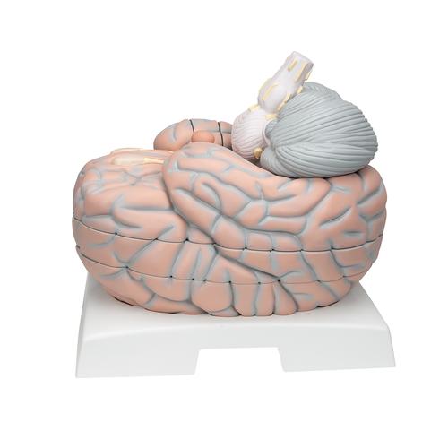 Mega cervello, ingrandito 2,5 volte, in 14 parti - 3B Smart Anatomy, 1001261 [VH409], Modelli di Cervello