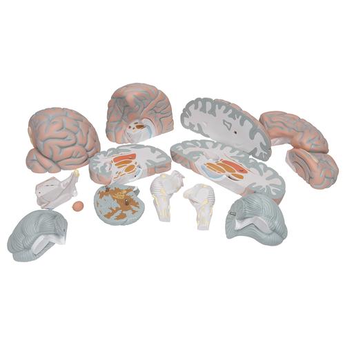 Giant Human Brain Model, 2.5 times Full-Size, 14 part - 3B Smart Anatomy, 1001261 [VH409], Brain Models