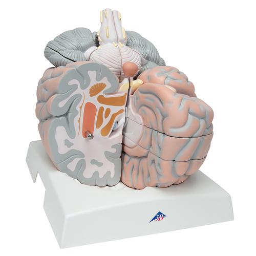 Beyin Modeli - 2,5 kat büyütülmüş, 14 parça - 3B Smart Anatomy, 1001261 [VH409], Beyin Modelleri