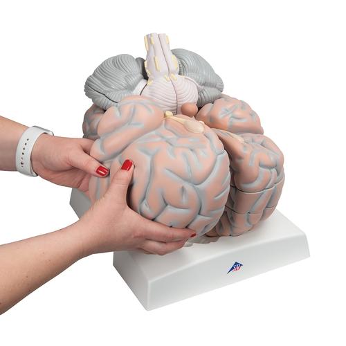 Mega cervello, ingrandito 2,5 volte, in 14 parti - 3B Smart Anatomy, 1001261 [VH409], Modelli di Cervello