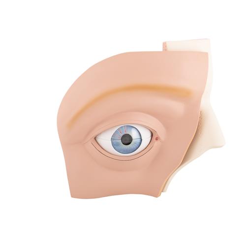 Göz, 5 kat büyütülmüş, 12 parçalı - 3B Smart Anatomy, 1001264 [VJ500A], Göz Modelleri