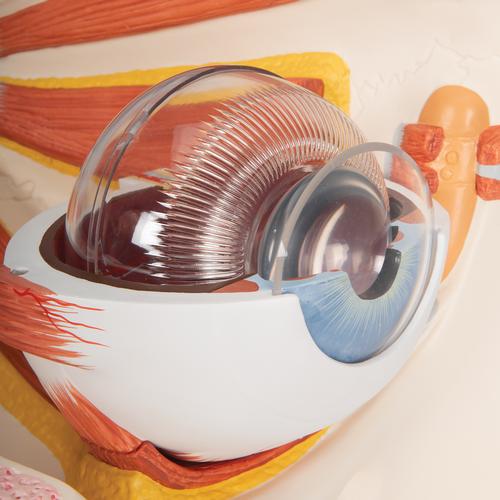안구 모형 5배 확대 12파트 Eye 5 times full-size 12 part - 3B Smart Anatomy, 1001264 [VJ500A], 눈 모형