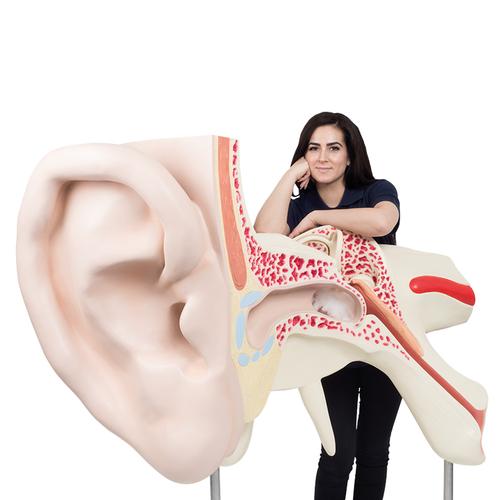 World's Largest Ear Model, 15 times Full-Size, 3 part - 3B Smart Anatomy, 1001266 [VJ510], Ear Models