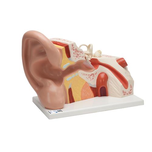 Модель гигантского уха, 5-кратное увеличение, 3 части - 3B Smart Anatomy, 1008553 [VJ513], Модели уха, горла, носа