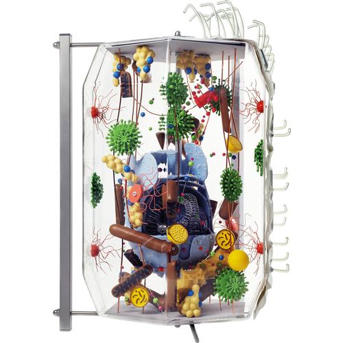Human Cell Model, 40,000 Times Life-Size, 1008554 [VL650], Human and Animal Cell