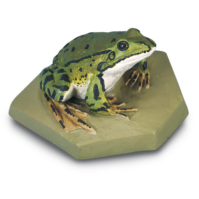 Edible Frog, male (Rana esculenta), 1001273 [VN704/1], Herpetology (Amphibians and Reptiles)